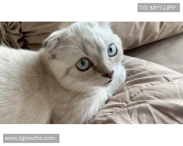 足球明星们的宠物选择揭秘是更爱狗还是猫的背后故事